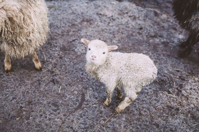 Close-up of sheep on ground