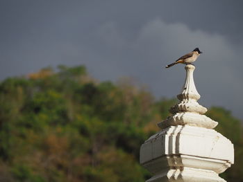 Bird perching on a temple