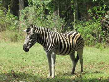 Close-up of zebra standing on grass