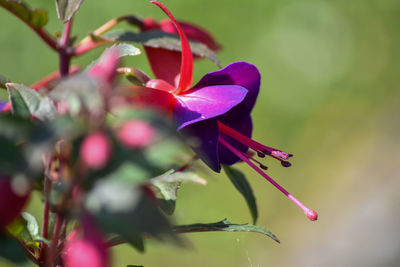 Close-up of purple flowering plant