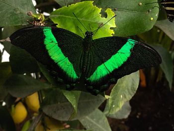 Close-up of butterfly on leaf