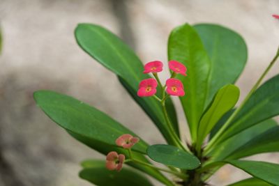 Close-up of pink flowering plant