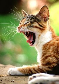 Close-up of cat yawning