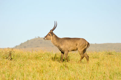 Deer walking on grassy field against clear sky