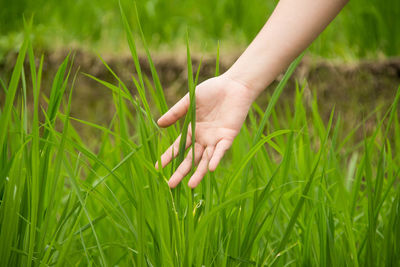 Cropped hand touching grass on field