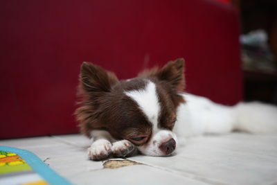 Close-up of a dog lying down on floor