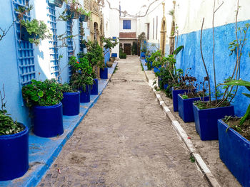 Potted plants on alley amidst buildings in city