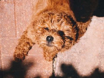 High angle view of portrait of dog on footpath