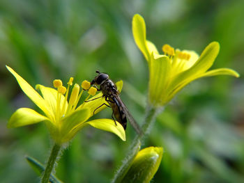 Close-up of insect on yellow flower