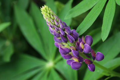 Close-up of purple flowering plant