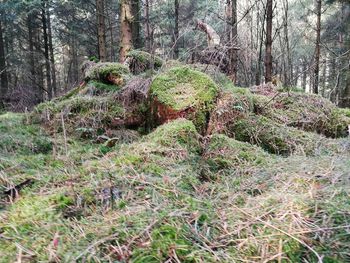 Plants and trees on field in forest