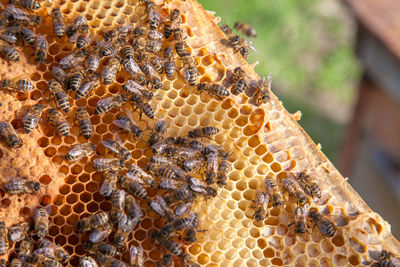 Close-up of bee on field