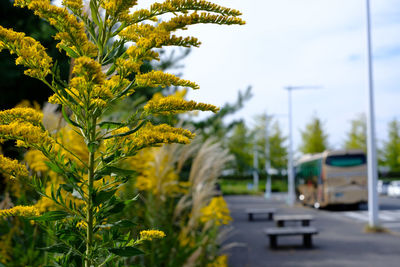 Close-up of yellow flowers blooming outdoors