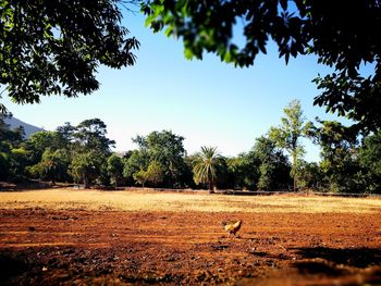 Scenic view of trees on field against sky