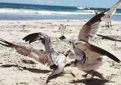 Seagulls on beach