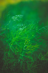 Full frame shot of plants growing on field