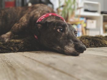 Close-up portrait of dog