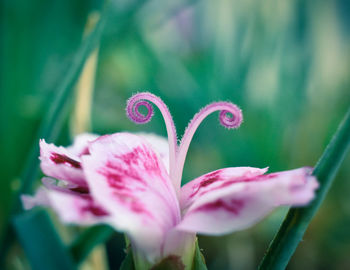 Close-up of pink flowering plant