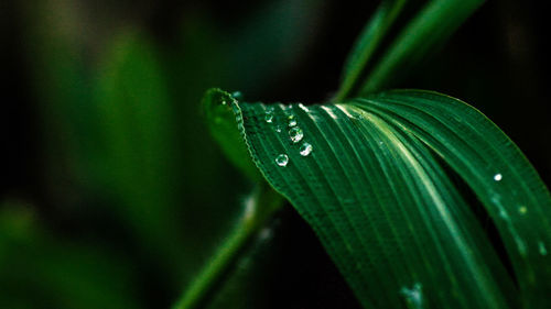 Close-up of insect on leaf