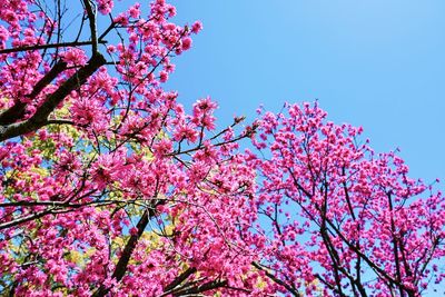 Low angle view of cherry blossoms in spring