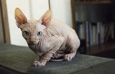 Portrait of sphynx hairless cat sitting on sofa at home