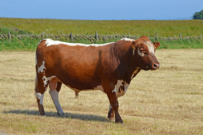 Irish moiled cattle in a field on a farm in co antrim northern ireland