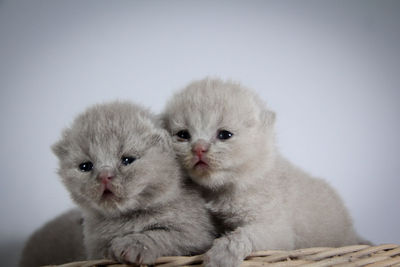 Close-up of two cats against white background