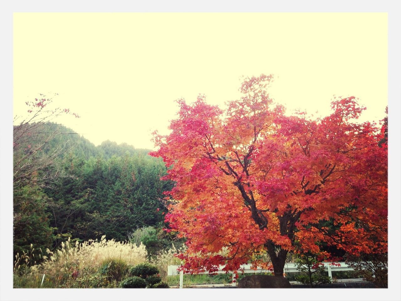 tree, transfer print, growth, auto post production filter, beauty in nature, flower, nature, branch, sky, tranquility, clear sky, scenics, tranquil scene, low angle view, outdoors, autumn, freshness, pink color, day, season