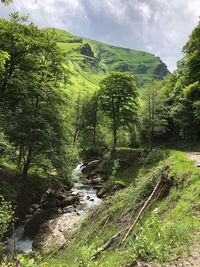 Scenic view of forest against sky