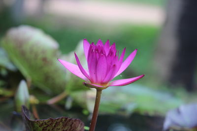 Close-up of pink water lily