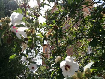 White flowers blooming on tree