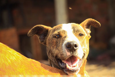 Close-up portrait of a dog