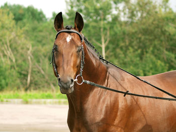 Close-up of horse against sky