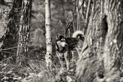 Dog on tree trunk in forest