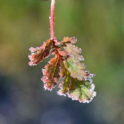 Close-up of flowering plant against blurred background