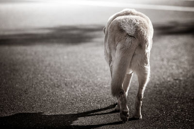 Close-up of dog