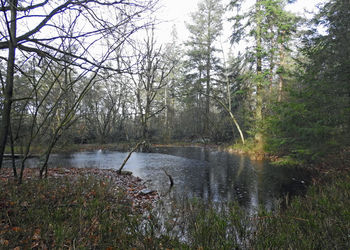 Scenic view of river in forest