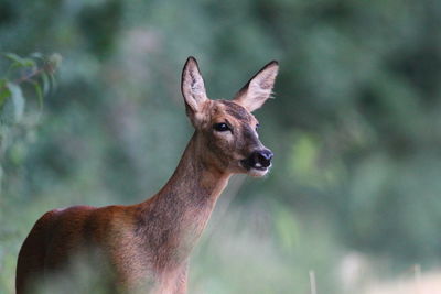 Close-up of deer