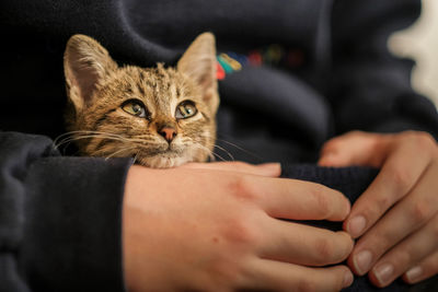 Close-up of hand holding cat at home