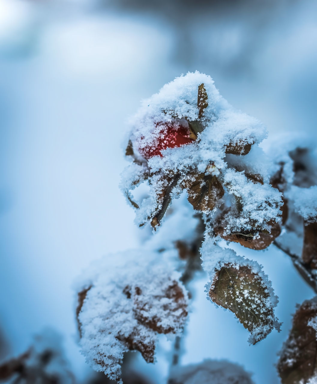 CLOSE-UP OF SNOW ON LAND