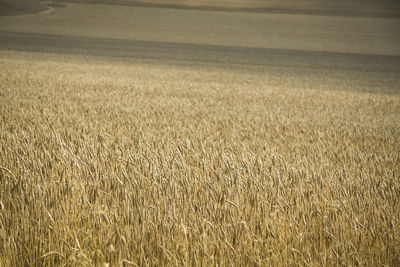 Scenic view of wheat field