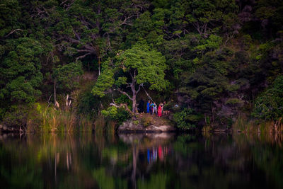 Scenic view of river amidst trees in forest