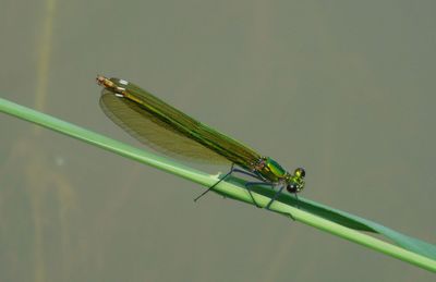 Close-up of damselfly on twig