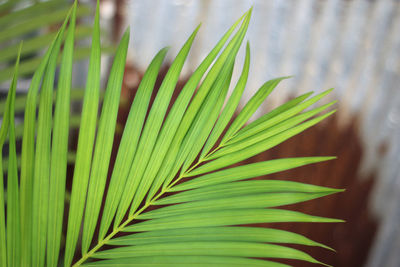 Close-up of palm leaf