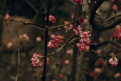 Close up of pink flowers