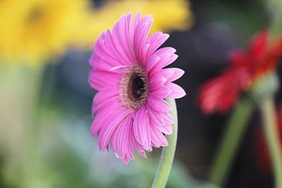 Close-up of bee on pink flower