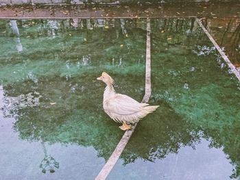High angle view of bird perching on wood in lake