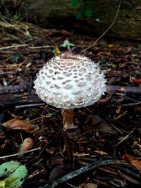 Close-up of mushroom growing on field