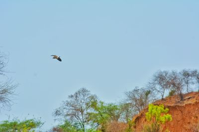 Low angle view of bird flying in the sky