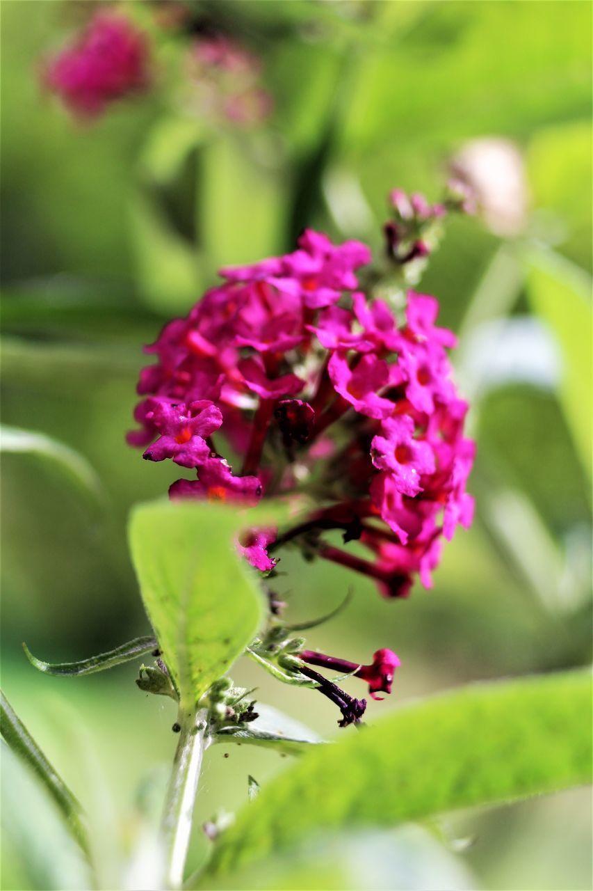 CLOSE-UP OF PURPLE FLOWER